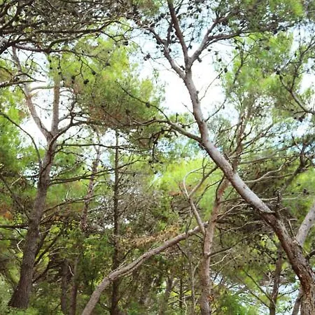 Allegra *